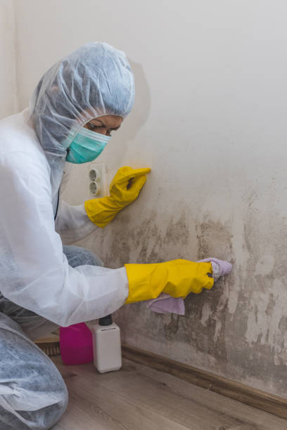 Best Mold Remediation for Healthcare Facilities  in Dry Run, OH